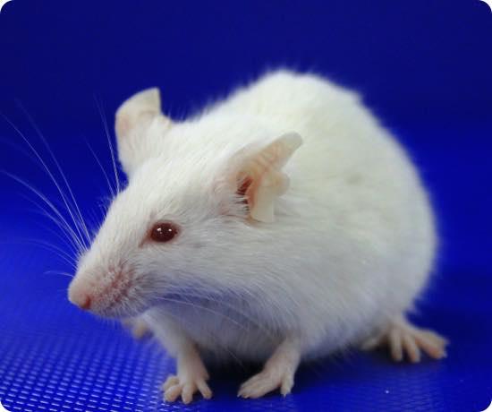 Translational mouse models: helping you to generate human